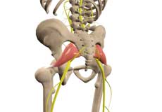 Piriformis Syndrome